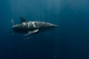 a great white shark swimming in the ocean